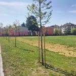 Piantiamo nuovi alberi per la Città Spugna a Rho